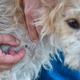 A person removes a tick from a dog.